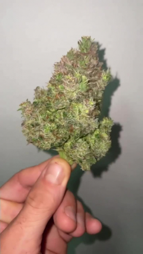 Gorilla Cookies Auto - Large Dried Bud Held in Hand