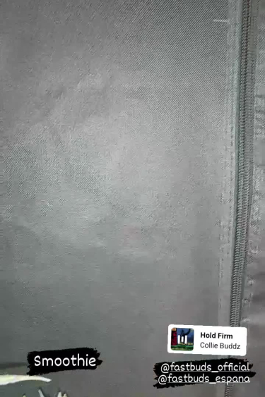 Smoothie Auto - Grow Tent View with Plant Label