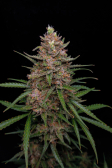 Instagram Sour Jealousy Auto™