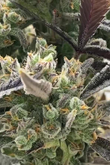 Orange Sherbet Auto - Frosty Bud Sites and Leaf Texture in Mid Flower