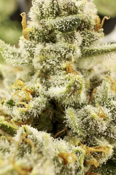 Gorilla Z Auto - Sticky Ok and Golden Pistils in Macro
