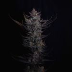Instagram Mendo Guava Auto™