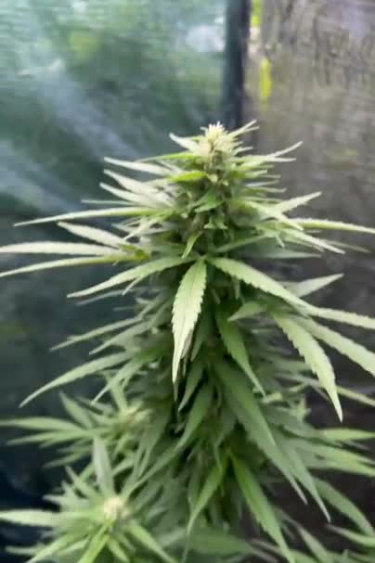 Moby Dick Auto - Sat Leaves and Early Flower Stretch