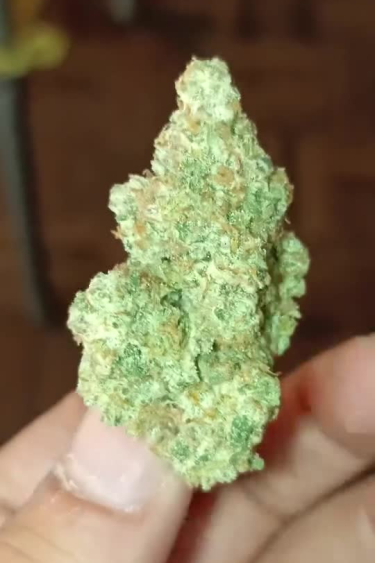 Strawberry Gorilla Auto - Large Frosty Bud in Hand