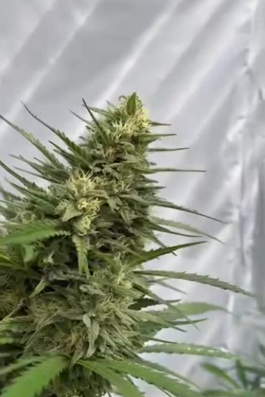 Big Bud Auto - Large Central Cola Reaching Maturity