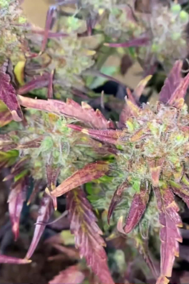 Gorilla Punch Auto - Colorful Purple Bud During Late Flowering