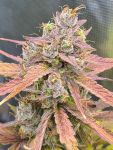Instagram Banana Guava Auto™