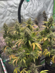 Instagram Pineapple OG Auto™