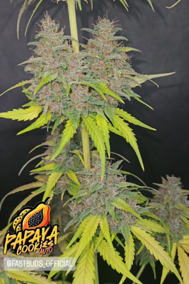 Papaya Cookies Auto - Full Plant During Late Flower