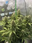 Instagram Pineapple OG Auto™