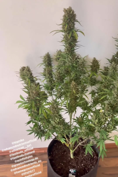 Gorilla Z Auto - Full Plant with Tall Central Cola
