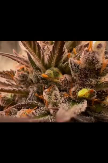 Pound Cake Auto - Frosty Bud with Bright Orange Pistils