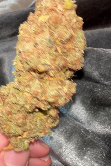Gorilla Cookies Auto - Oversized Dried Bud Showing Return Quality