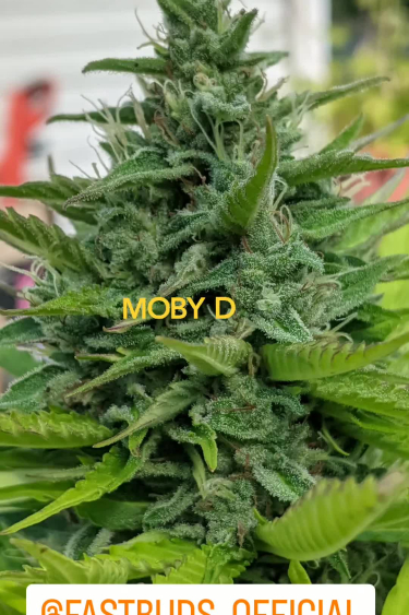 Moby Dick Auto - Bud Structure and Flower Development