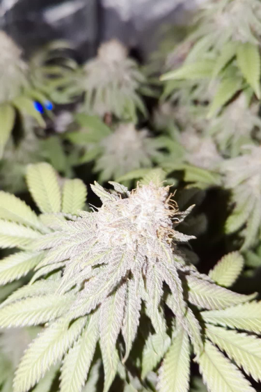 Lemonpaya - Frosty Bud Close-Up and Frost Detail