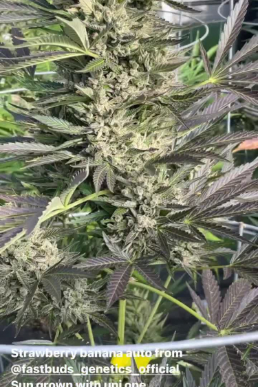 Strawberry Banana Auto - Dense Flowering Branches in Grow Tent