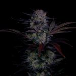 Instagram Mendo Frost Auto™