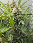 Instagram Lemon Tree Auto™