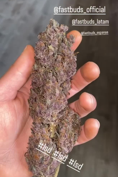 LSD-25 Auto - Long Purple Dried Cola in Hand