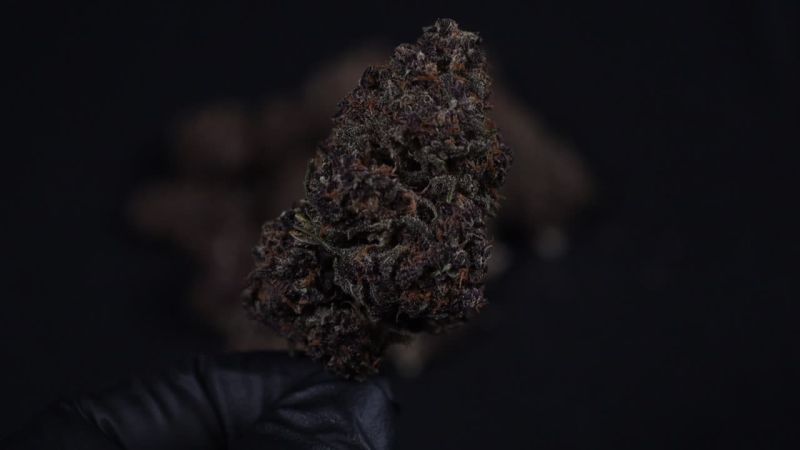 Banana Purple Punch Auto RF3 Almost Black Bud from Fast Buds Breeders