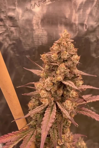 Gorilla Cookies Auto - Ripening Buds with Amber Pistils Near Return