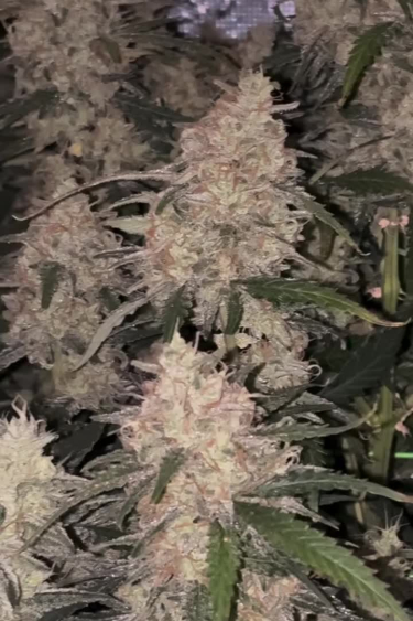Z-Up Auto - Multiple Frosty Colas During Late Flowering