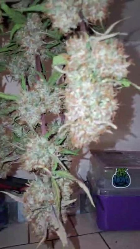 Guava Sundae Auto @greenpassion007 DIS 4