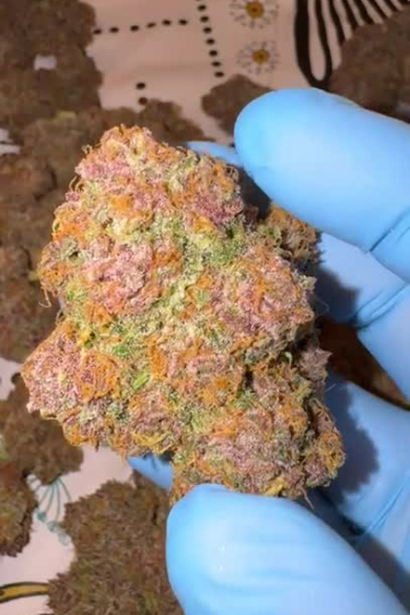 Cherry Cola Auto - Colorful Dried Bud with Pink and Orange Tones