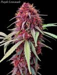 Instagram Purple Lemonade Auto RF3™