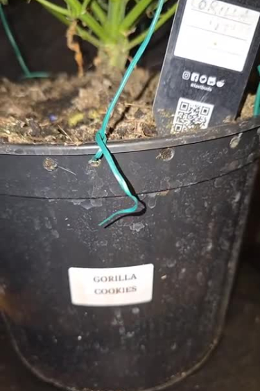 Gorilla Cookies Auto - Low Stress Training in Early Veg