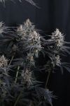 Instagram Mendo Cherry Cookies Auto™