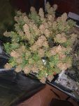 Instagram Pineapple OG Auto™