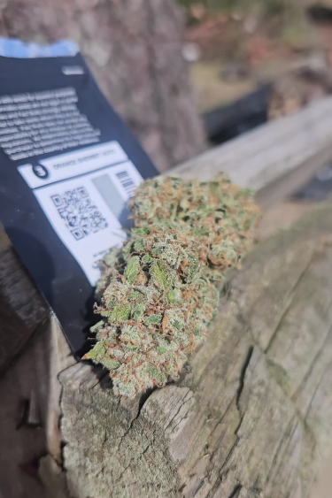 Orange Sherbet Auto - Returned Bud Close Up