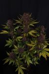 Instagram Purple Lemonade Auto RF3™