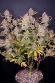 Instagram Purple Punch Auto
