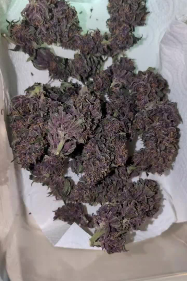 Banana Purple Punch Auto - Dark Purple Buds After Return