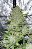 Instagram Pound Cake Auto™