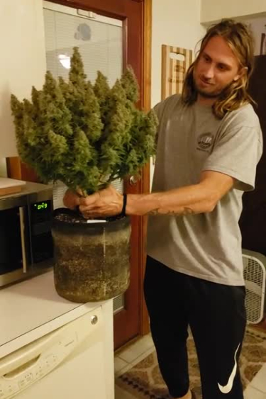 Wedding Cheesecake Auto - Large Returned Plant Held by Grower