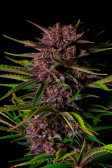 Instagram Purple Haze Auto™
