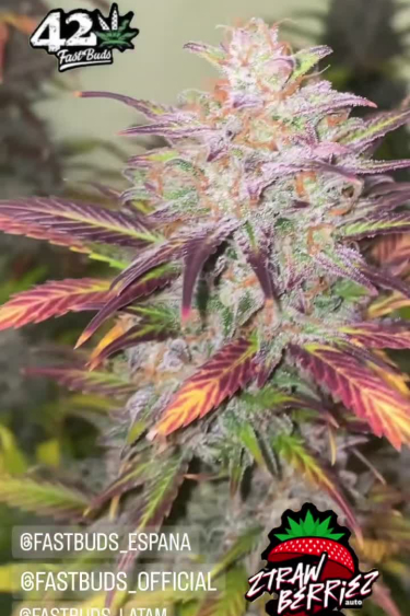 Ztrawberriez Auto - Colorful Frosty Cola Close Up