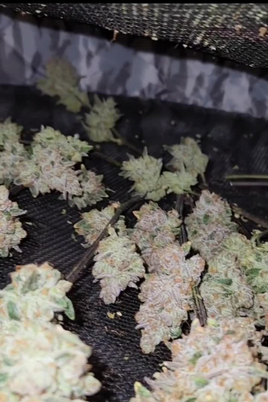 Strawberry Gorilla Auto - Return Results and Dried Buds
