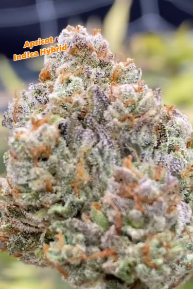 Apricot Auto - Frosty Bud Close Up with Orange Pistils