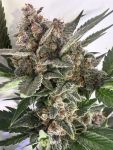 Instagram Banana Purple Punch Auto