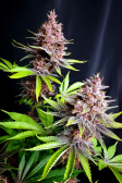 Instagram Purple Lemonade FF