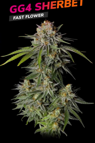 GG4 Sherbet FF - Large Frosty Main Cola on Dark Background