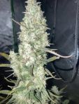 Instagram Strawberry Gorilla Auto RF3™