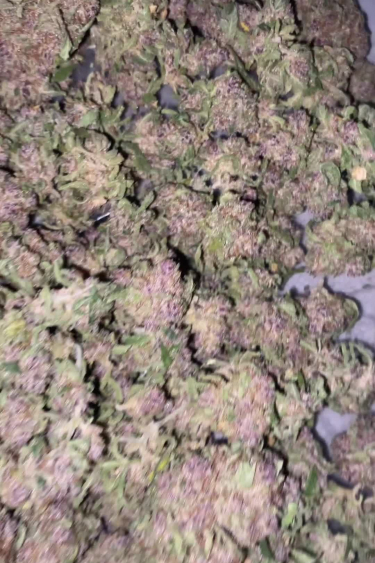 Tropicana Cookies Auto - Dense Purple Buds from Above