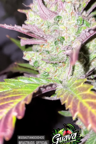 Guava Auto - Colorful Sugar Leaves Around a Okous Cola