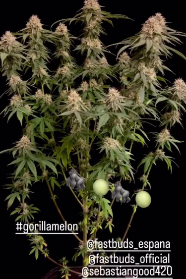 Gorilla Melon - Mature Plant with Multiple Colas