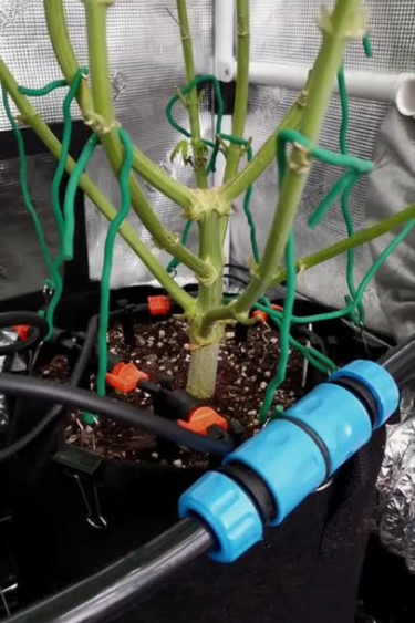 Lemonpaya - Drip Irrigation Setup Around the Plant Base